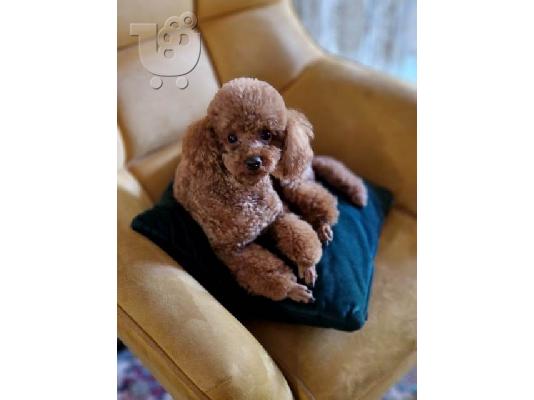 Υπέροχα κουτάβια Poodle Toy